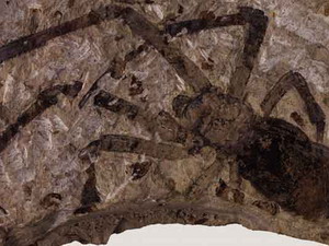Phát hiện một hóa thạch nhện lớn chưa từng thấy