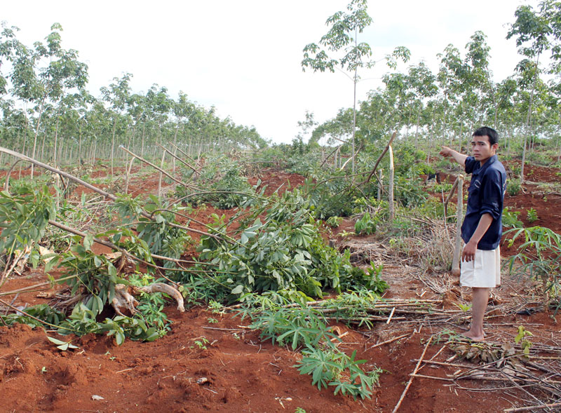 430 c&acirc;y cao su bị chặt hạ trong đ&ecirc;m