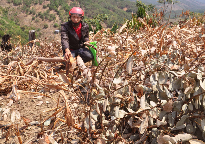 Một c&aacute;n bộ kiểm l&acirc;m tự &yacute; chặt điều của d&acirc;n