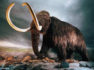 Phát hiện ngà voi răng mấu niên đại 12.000 năm