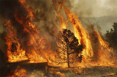 Cháy rừng hoành hành ở Arizona, Mỹ