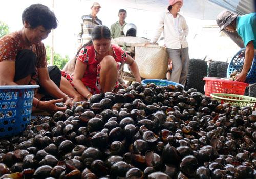 Nghiêm cấm nhân nuôi ốc bươu vàng