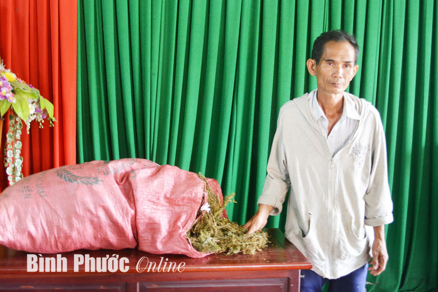 Vận chuyển cần sa kh&ocirc;