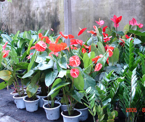 Cẩn trọng với cây cảnh trong nhà