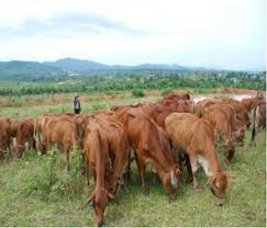 Cảnh gi&aacute;c trộm b&ograve;