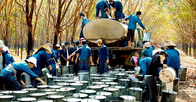 Giá cao su tiếp tục giảm