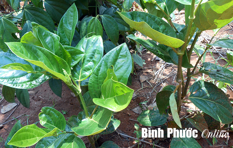 Thực hư giống tiêu ghép trên cây trầu rừng Nam Mỹ