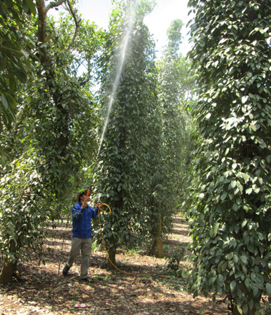 Giá tiêu hạt tăng mạnh
