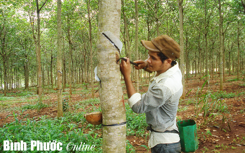Nhiều nông dân quay lưng với “cây quý tộc”