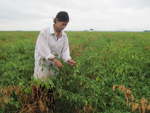 Nông dân 'gặp hạn' vì giống ớt Trung Quốc