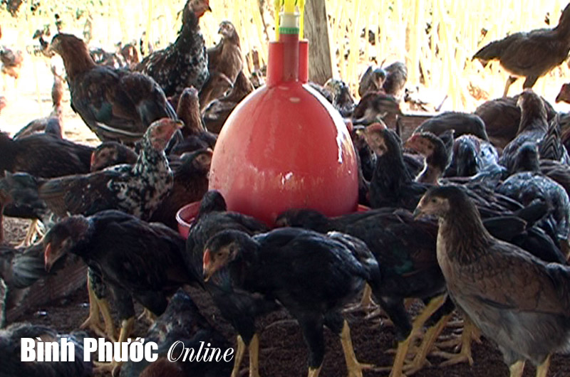 Nuôi gà Bình Định cho thu nhập cao