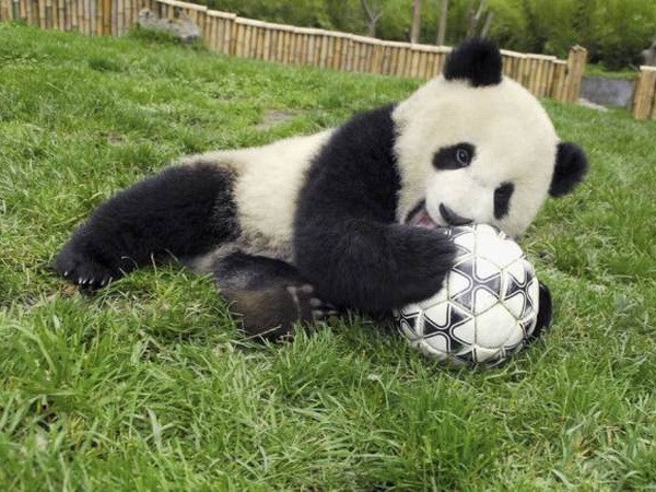 Gấu trúc trổ tài dự đoán kết quả tại World Cup 2014