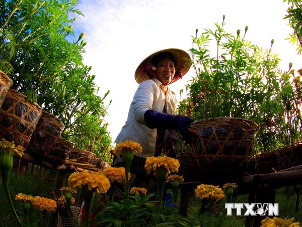 Đồng Tháp hợp tác với Hà Lan về nông nghiệp công nghệ cao