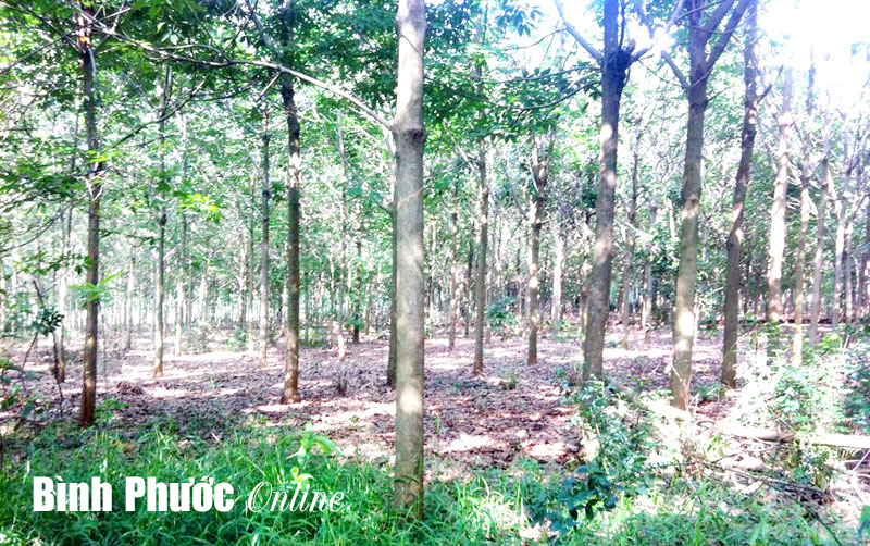 Nông dân “vàng mắt” trước mùa thu hoạch cao su