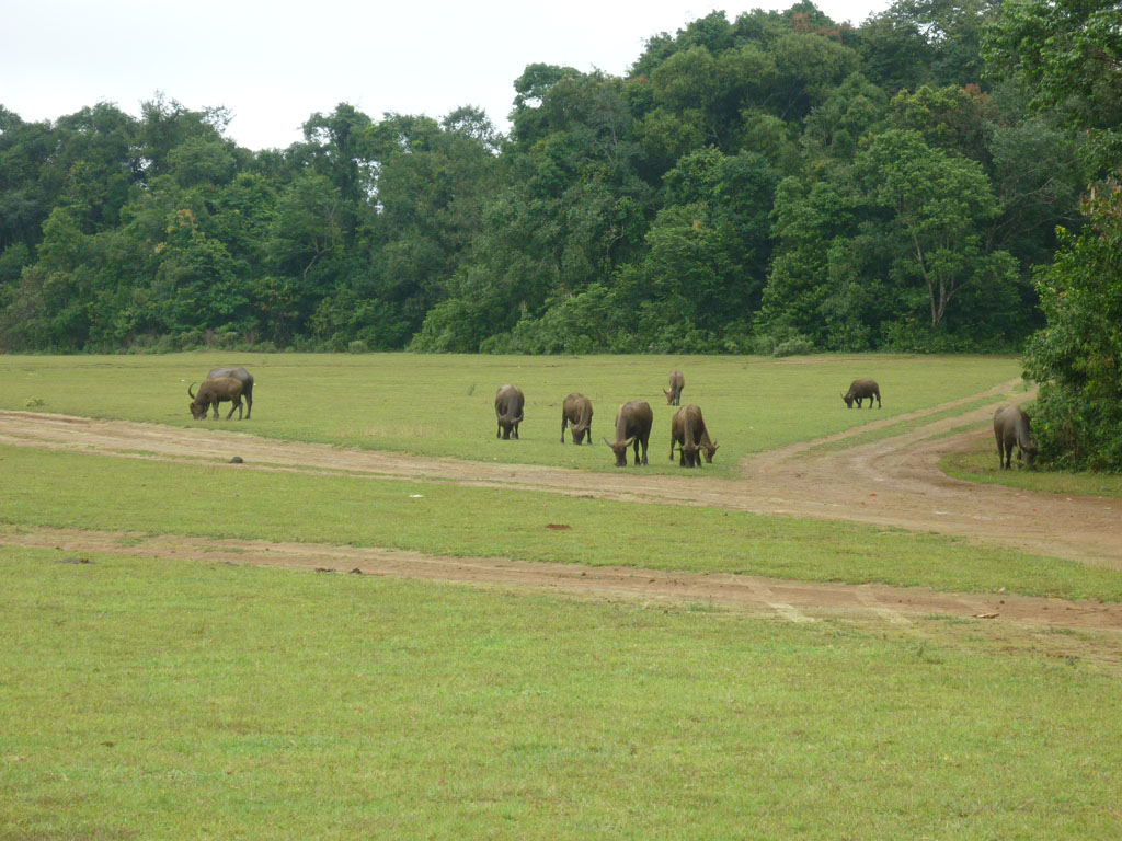 Cần xử lý nghiêm đối tượng phá rừng