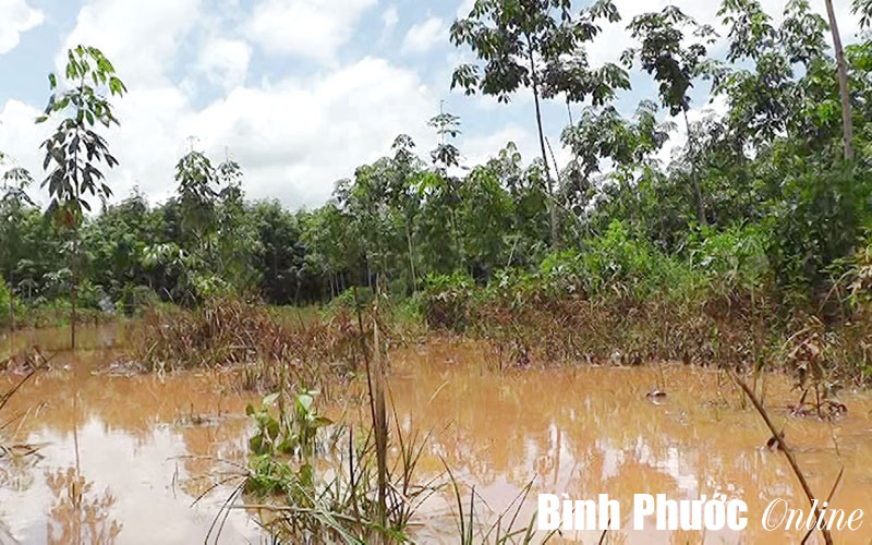 Nửa đêm lũ quét ập đến ấp Thạnh Tây, xã Lộc Tấn, huyện Lộc Ninh