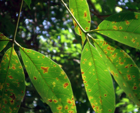 Bệnh vàng rụng lá, nấm hồng trên cây cao su có xu hướng tăng 