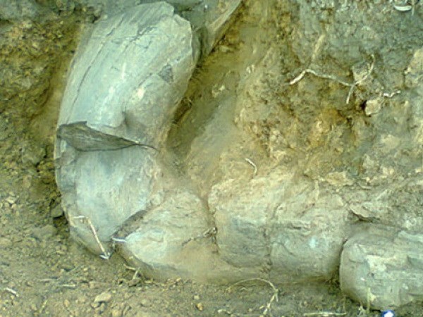 Mexico phát hiện ngà voi 10.000 năm trước Công nguyên