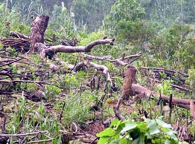 Tạm ứng vốn NSNN để đầu tư bảo vệ rừng