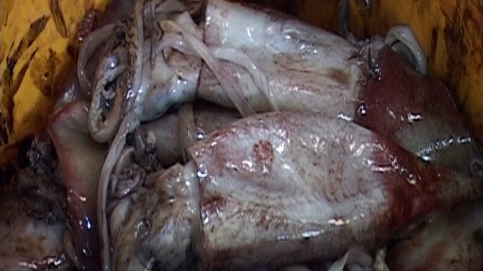 Mực “siêu rẻ” một cách... đáng ngờ