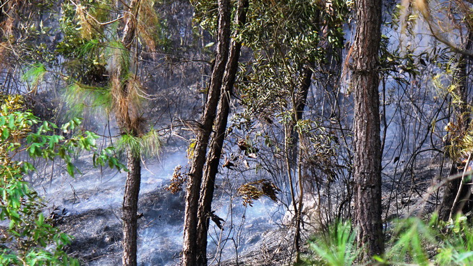 Rừng thông vẫn cháy dữ dội, 500 người dập lửa xuyên đêm