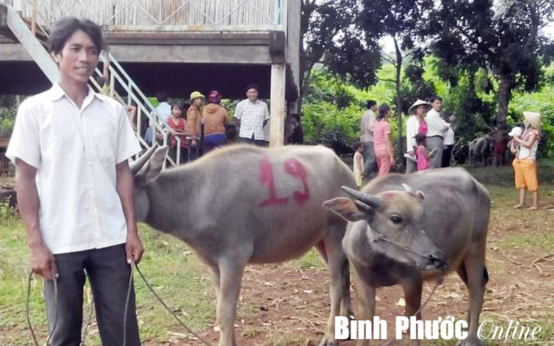 Bàn giao trâu giống cho đồng bào sóc Phố Lố