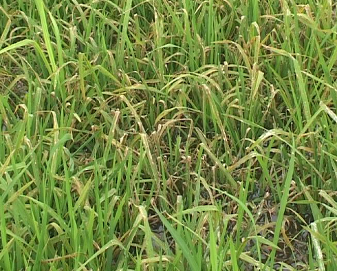 Xã Tân Lợi: Lúa đang trổ bông bị bệnh đạo ôn