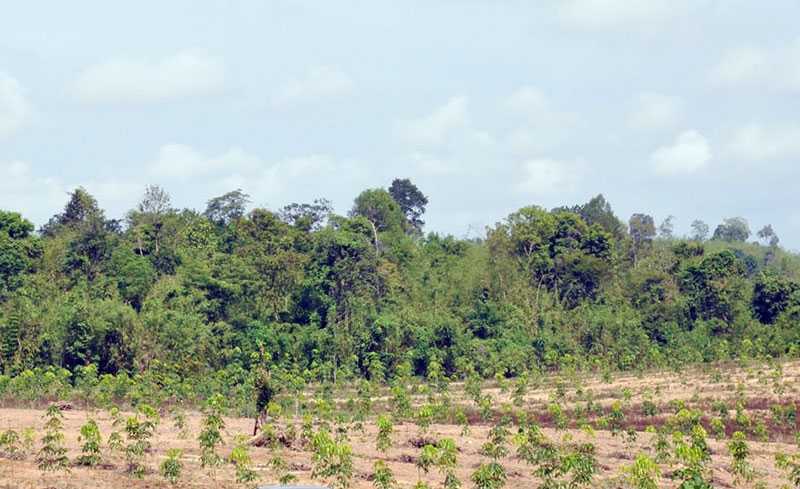 C&aacute;c dự &aacute;n chuyển đổi rừng phải ho&agrave;n th&agrave;nh đ&uacute;ng thời gian