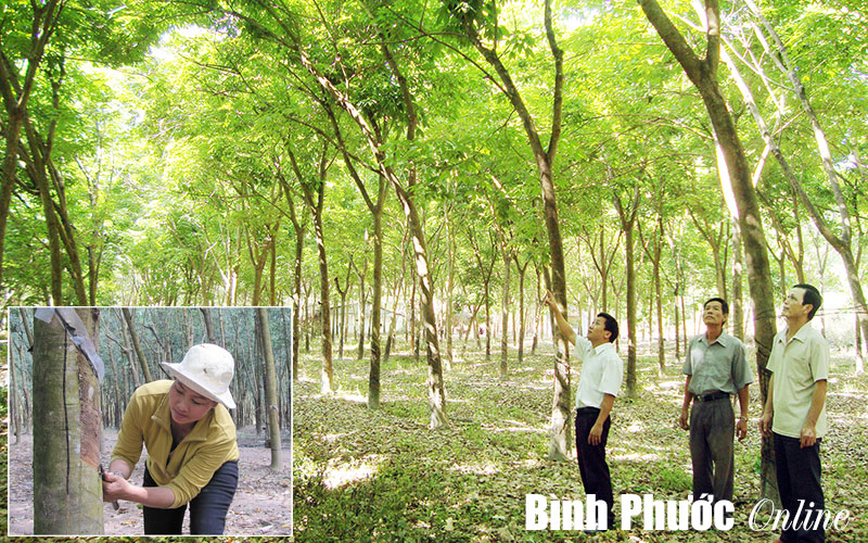 Bài 1: Đừng quay lưng với “vàng trắng”