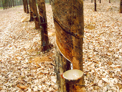 Kim ngạch xuất khẩu cao su 8 tháng giảm trên 30%