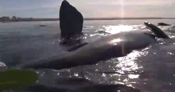 Suýt bị nhấn chìm vì cố chèo thuyền vào gần cá voi khổng lồ