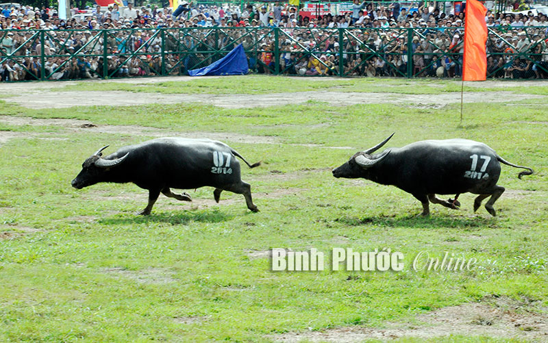 Hội Chọi trâu Hớn Quản diễn ra vào ngày 18-8 âm lịch hàng năm