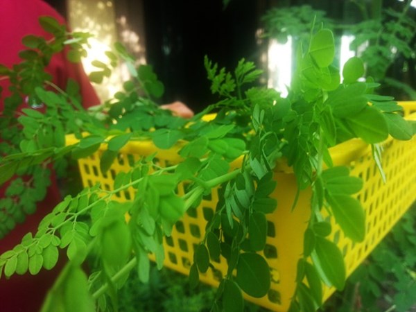 Rau chùm ngây mọc hoang bất ngờ thành món ăn thời thượng