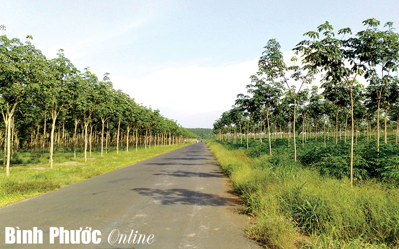 Đẩy nhanh tiến độ cấp giấy chứng nhận quyền sử dụng đất