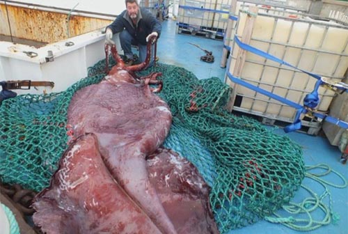 Mực khổng lồ nặng 350 kg