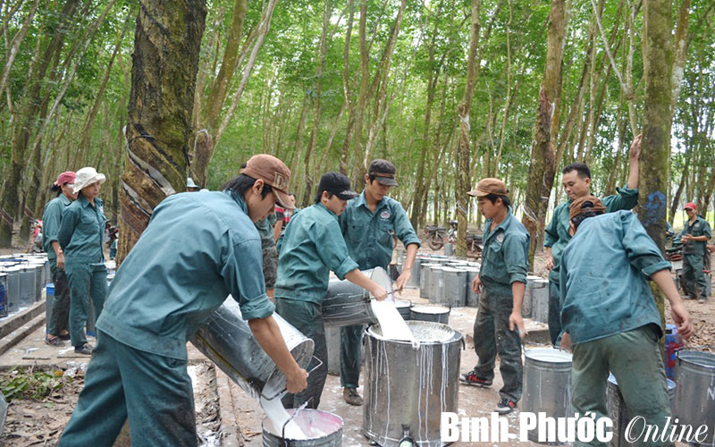 Công ty cao su Sông Bé phấn đấu khai thác 2.870 tấn mủ trong năm 2014