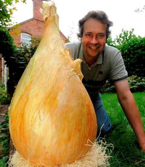 Ngỡ ngàng với củ hành tây kích thước khổng lồ, nặng gần 9kg