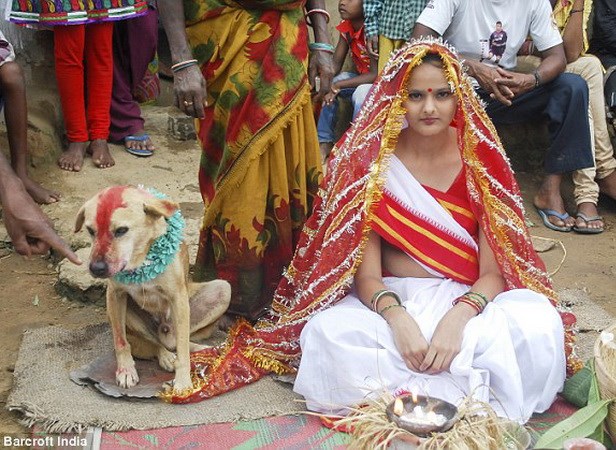Cô gái 18 tuổi người Ấn Độ phải cưới ...chú chó để tránh tai ương