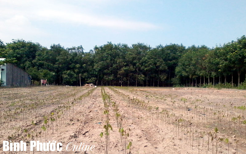 Thực hiện Nghị định 45/2014/NĐ-CP: C&aacute;ch định gi&aacute; đất sẽ đơn giản hơn