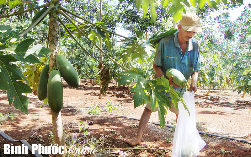 Để bình phước mãi là “thủ phủ” của cây cao su