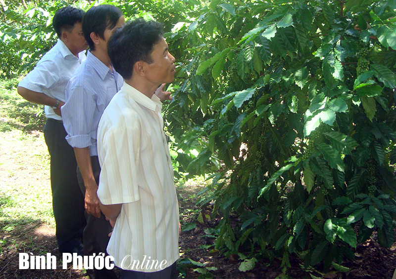 Để cây cà phê không rụng trái non trong mùa mưa: Chủ động bón phân, phòng trừ sâu bệnh