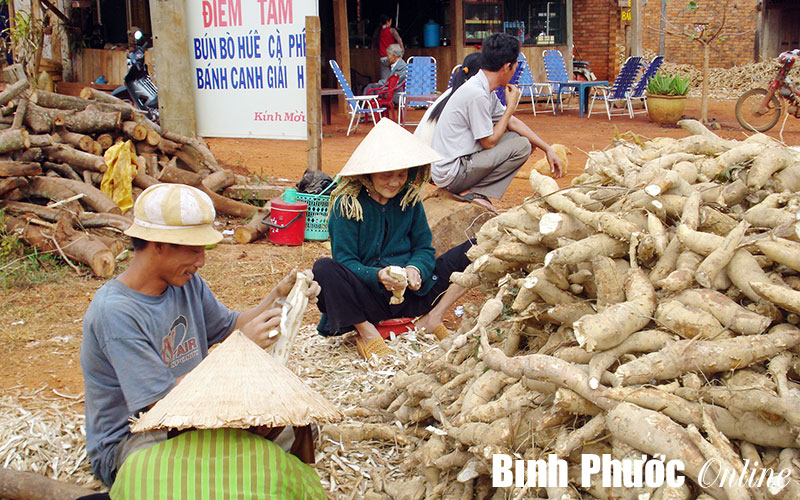 Diện tích cây mì bị thu hẹp
