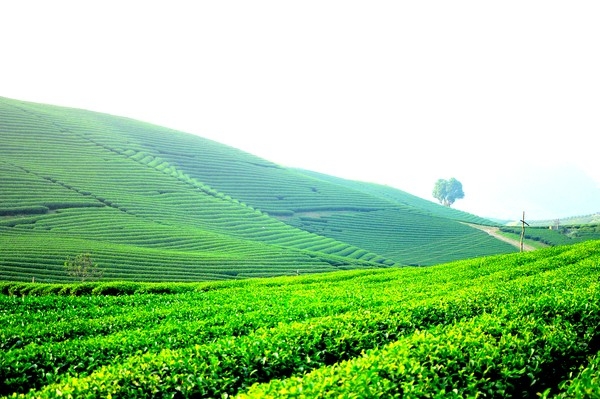 Việt Nam nổi bật trong 'bộ sưu tập' đồi chè vòng quanh thế giới