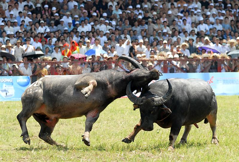 Hội chọi trâu Hớn Quản sẽ được tổ chức vào ngày 11-9