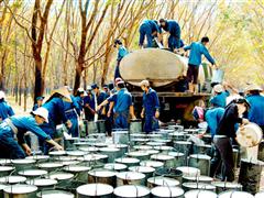 Giá mủ cao su thấp, ngân sách thất thu