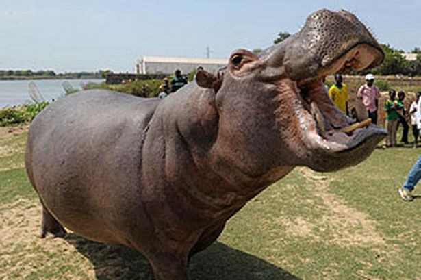 Tám người bị xe ôtô cán chết khi đang cố gắng xẻ thịt hà mã