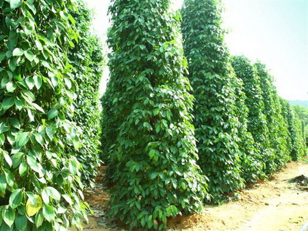 Đến năm 2020, Bình Phước có 10 ngàn ha hồ tiêu