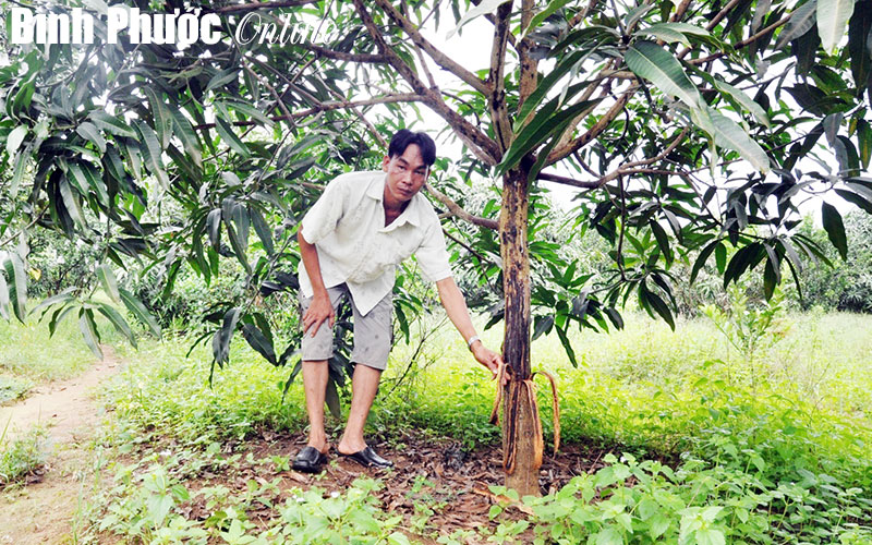 Hơn 400 cây ăn trái bị kẻ gian chặt phá