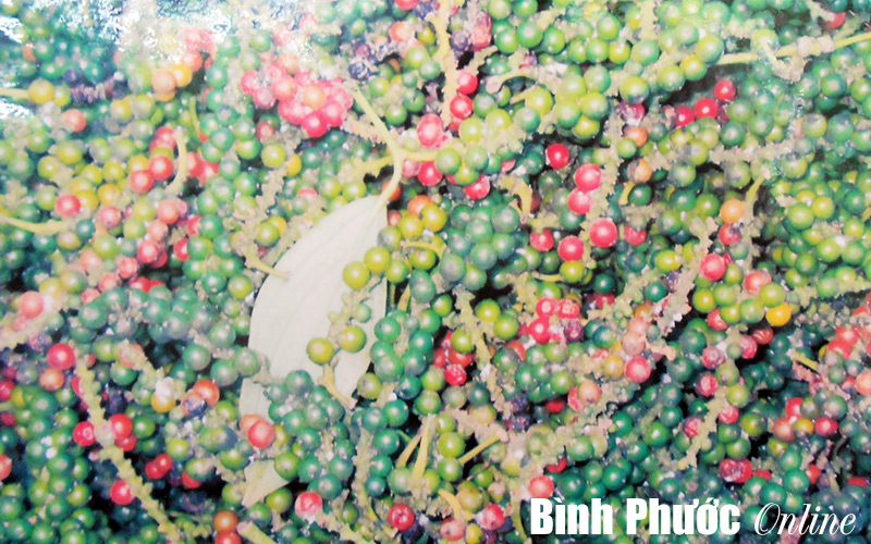 Ổn định diện tích hồ tiêu 50.000 ha  