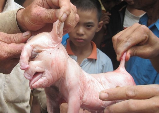 Đổ xô đi xem lợn đẻ ra "voi"